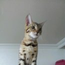 뱅갈냥이 이미지