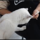 캣츠하우스