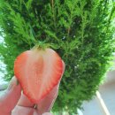 아원농장 이미지