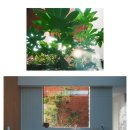 비바봉성 이미지