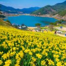 수선화 - 계양구 계산천동로 6 | 수선화