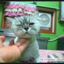 이브애견샵 이미지