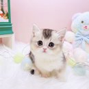 꿈꾸는 동물병원 이미지