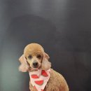 루이스독 이미지