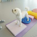 옐레드 애견유치원 애견호텔 하남미사점 이미지