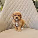 멍품 강아지분양 본점 이미지