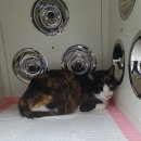 이쁘냥 고양이미용실 서대문점 이미지