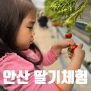 안산농장 | 안산 딸기체험 대림 농장 후기 비용 아이와 가볼 만한 곳