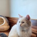 빌클럽 | [나이키 볼캡 추천] 조던 클럽 언스트럭처 커브 빌 모자 후기 by azk1