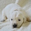 파주24시동물병원 이미지