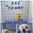 포포(For paw) 이미지