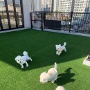 광주 애견유치원 애견호텔 플레이멍 이미지