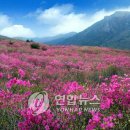 비슬산관광지 이미지