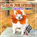 중앙1호근린공원 | 인천 애견동반 가볼만한 곳｜중앙공원 낙엽길 산책 코스