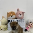 데일리독 이미지