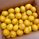 논산 과일가게 충남청과 고당도 타이벡귤 5kg 청년팜 제주감귤 택배후기