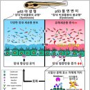 독감치료제 ‘타미플루’로 대장암, 염증성 장질환 치료한다고? 이미지