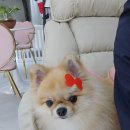 바오펫 이미지