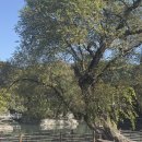 조삼만농장 이미지