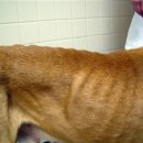 24시 더케어 동물의료센터 이미지