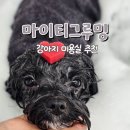 그루밍 하니 | 강동 송파 강아지미용실 마이티그루밍 1년넘게 다닌 후기