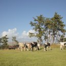 자유목장 이미지