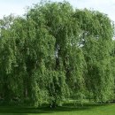 버들한의원 이미지