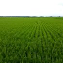 김제광활간척지쌀 이미지