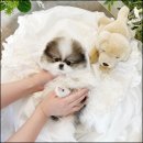 강아지분양 애견입양 아이러브독 수원점 말티푸미니비숑포메 | 수원애견분양 아이러브독 애견샵 수원점