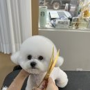 개 in 살롱 이미지