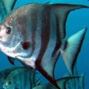 - 대서양스페이드피시 Atlantic spadefish 이미지