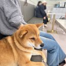 두류댕댕 이미지