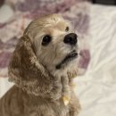 코땅 펫택시 이미지