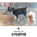 수지네 티스토리