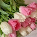 튤립 이미지