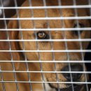 개랑, 마리 이미지