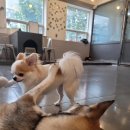 혼자두면 장판뜯어서 차린 개카페 이미지