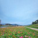 백일홍 | 양산천 백일홍🌸 만개 다녀온 후기, 지금 딱 보기 좋은 시기예요