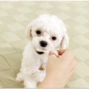 베이비몽 강아지분양 인천청라점 이미지