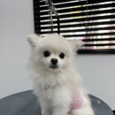 인생멍컷 이미지