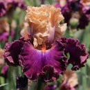 아이리스 이미지