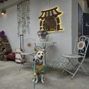 내가 품은 Dog 이미지