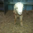 슈퍼염소농장 이미지