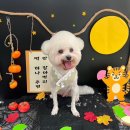 동글동글 애견미용실 이미지