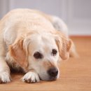 티앤디 동물병원 이미지