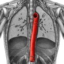 descending thoracic aorta(내림가슴대동맥) 이미지