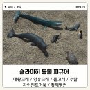 펭귄에이전시 | 슐라이히 바다동물 ( 대왕고래, 향유고래, 돌고래, 수달, 황제펭귄, 자이언트 거북) 30개월 아기 활용 후기