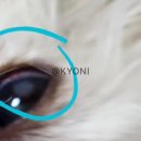 샤인아이안과동물병원 이미지