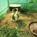 동업 농장 이미지