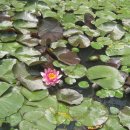 한반도면-2 이미지